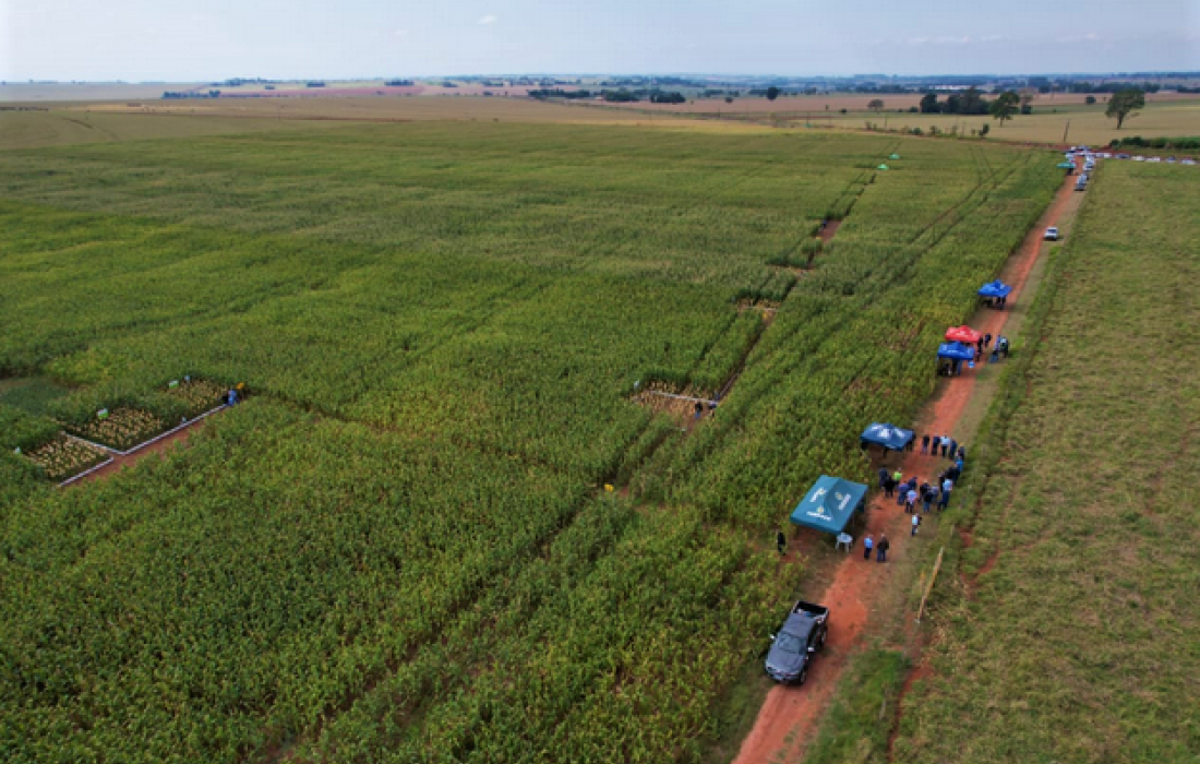 Copagril realiza Dia de Campo Milho Safrinha no Mato Grosso do Sul