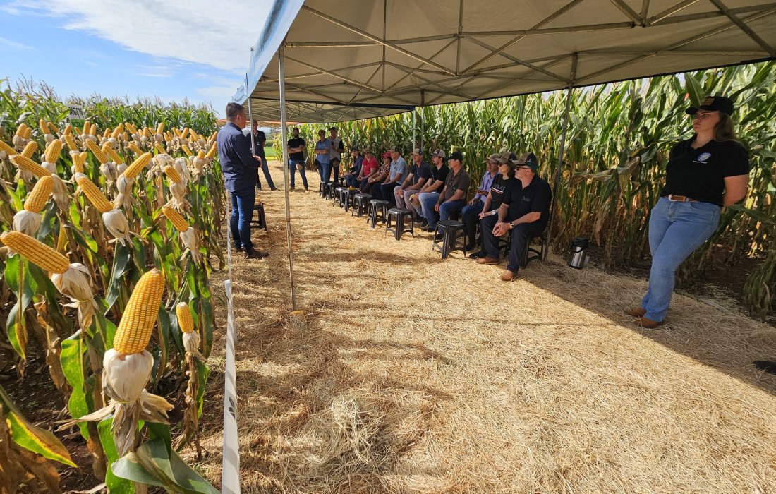Copagril apresenta novos h&iacute;bridos ao p&uacute;blico do Dia de Campo Milho Safrinha