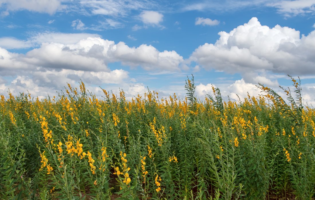Copagril orienta sobre os tipos de aduba&ccedil;&atilde;o de cobertura ap&oacute;s a colheita de milho safrinha