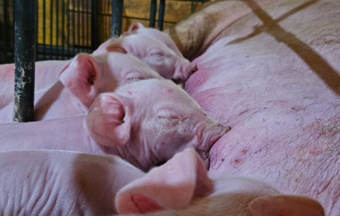 Manejo correto em UPDs aumenta desempenho no n&uacute;mero de leit&otilde;es desmamados