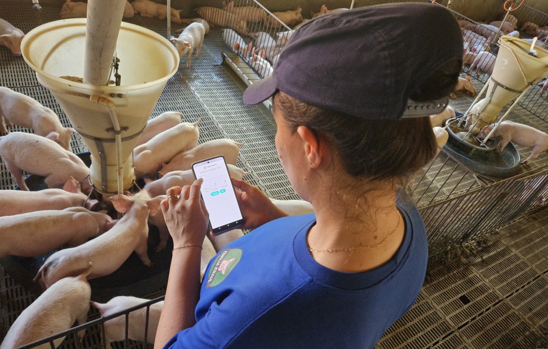 Uso da inova&ccedil;&atilde;o tecnol&oacute;gica aplicada pela Copagril na suinocultura objetiva redu&ccedil;&atilde;o de mortalidade