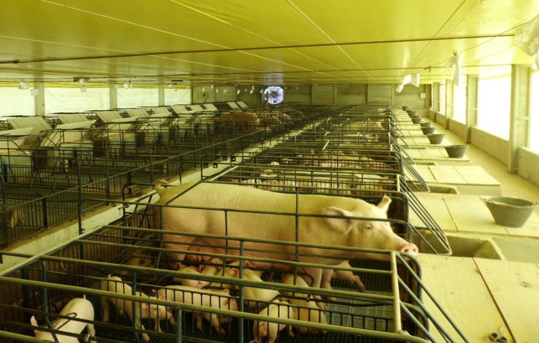 Semin&aacute;rio de Produtores de Su&iacute;nos vai premiar associados