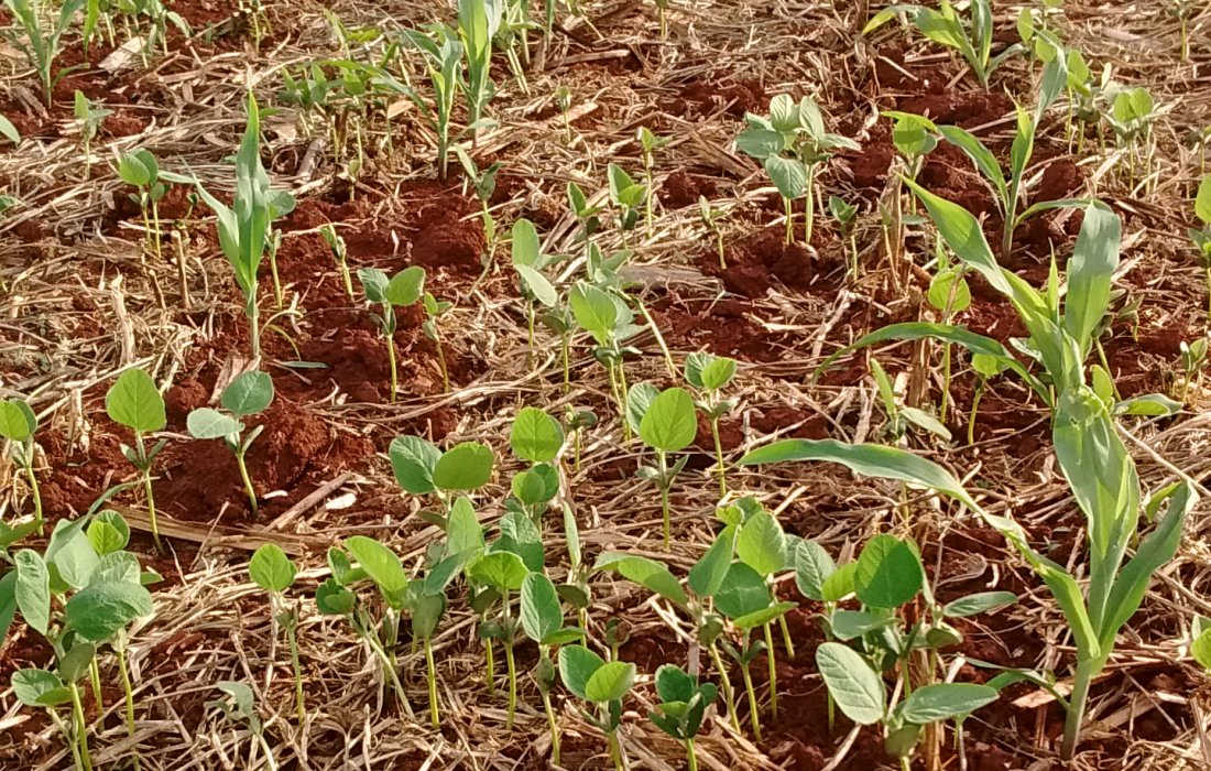 Produtores precisam fazer manejo da soja tiguera na cultura do milho safrinha