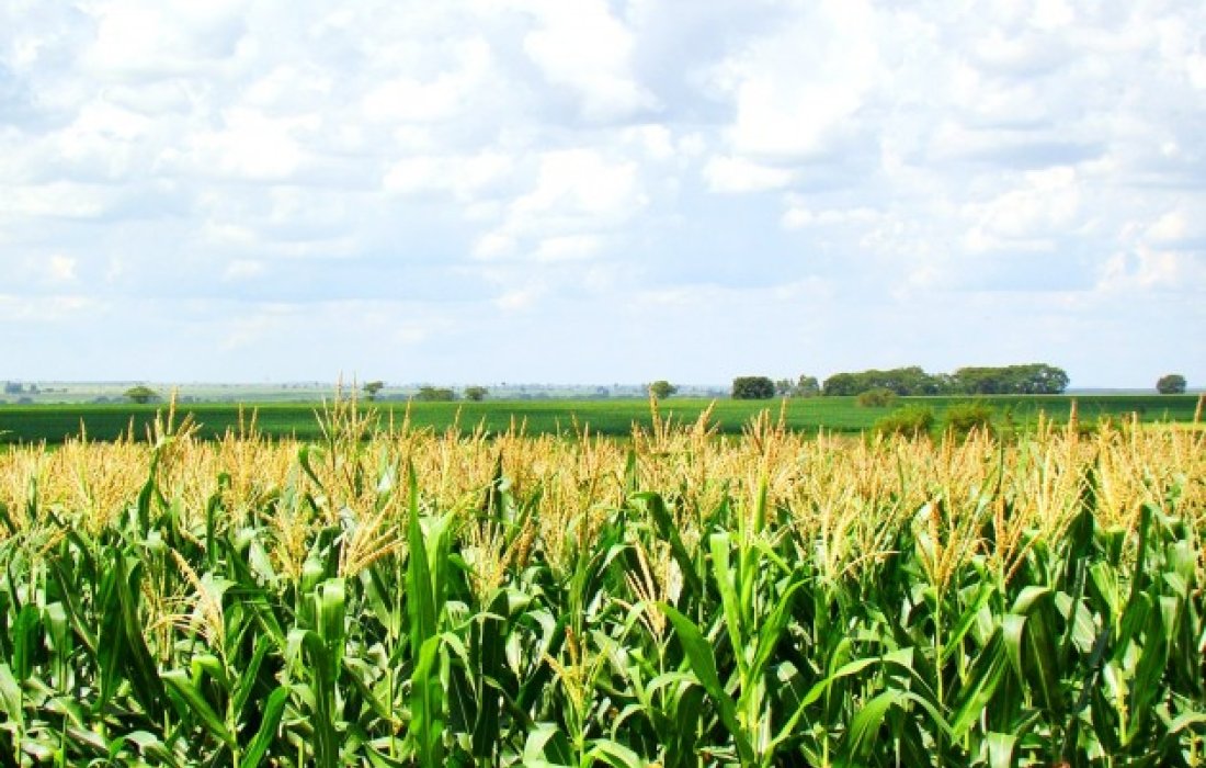 Produ&ccedil;&atilde;o de milho deve aumentar 4% na segunda safra no Paran&aacute;