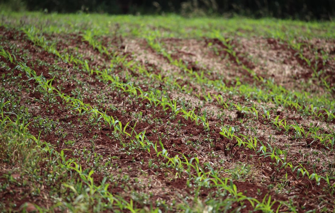 Controle de plantas tigueras de soja favorece vazio sanit&aacute;rio
