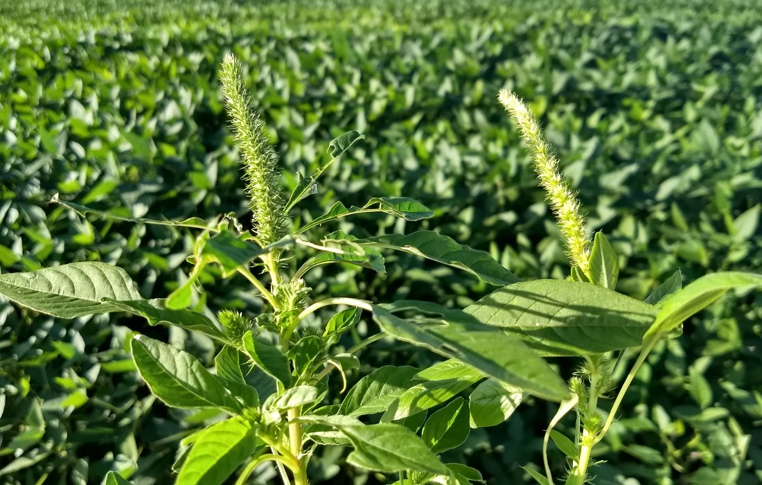 Adapar busca evitar entrada da planta caruru resistente no Paran&aacute;