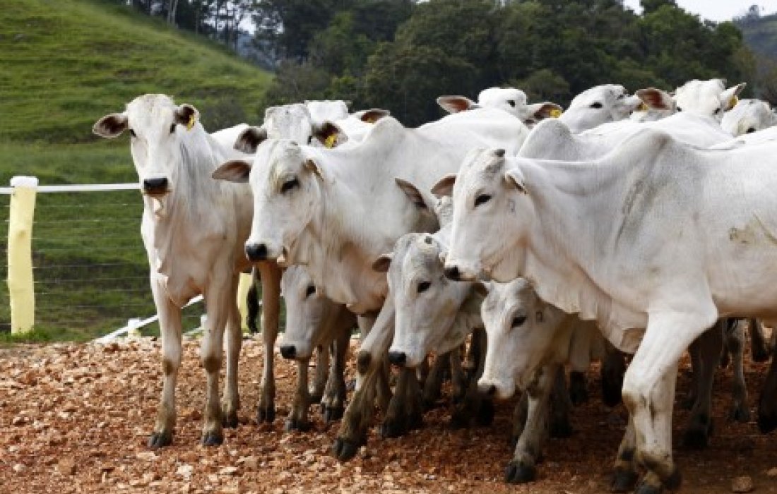 Brasil receber&aacute; certifica&ccedil;&atilde;o oficial de pa&iacute;s livre da febre aftosa