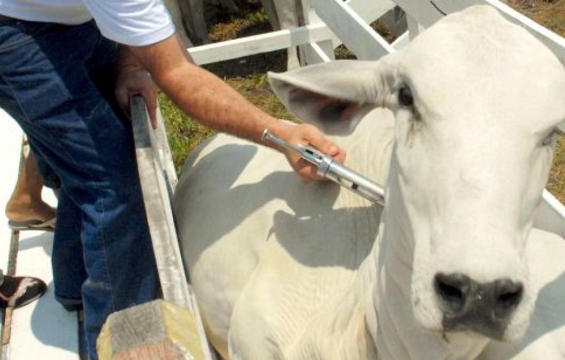 Adapar prorroga campanha de vacina&ccedil;&atilde;o contra a Febre Aftosa