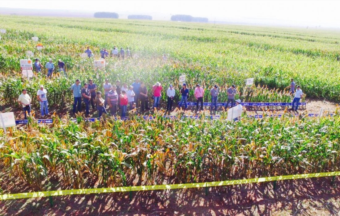 Copagril realiza 1&ordm; Dia de Campo do Milho Safrinha em Eldorado-MS