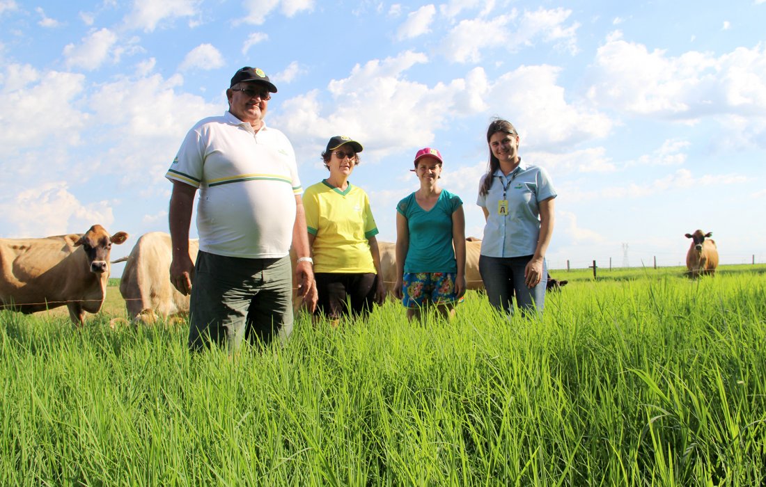Volumosos devem representar 60% da alimenta&ccedil;&atilde;o dos bovinos