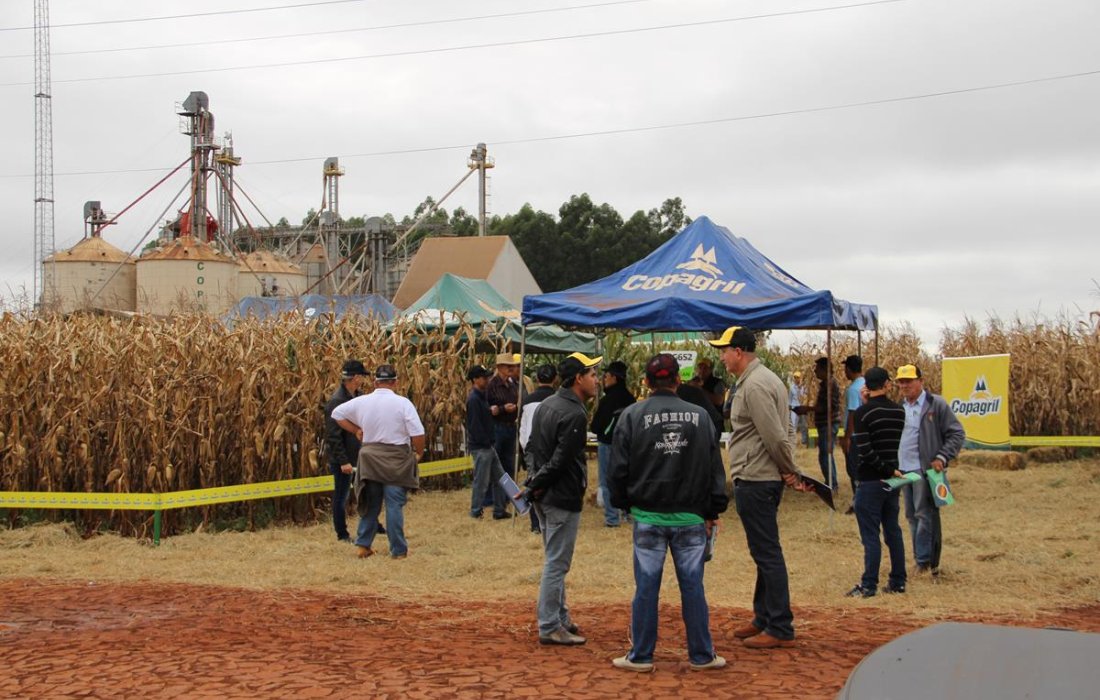 Copagril realiza Dia de Campo Milho Safrinha em Bela Vista
