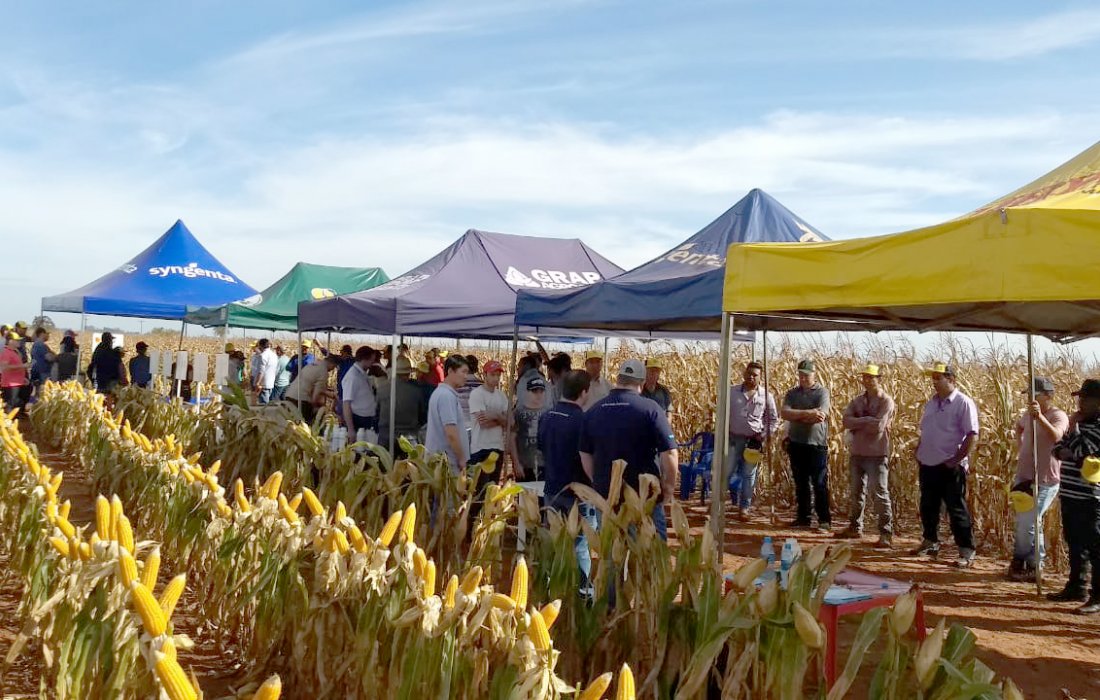 Copagril realiza Dia de Campo do Milho Safrinha em Itaquira&iacute;