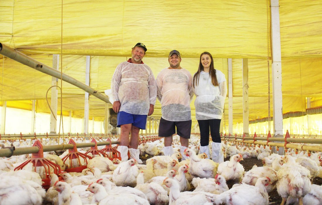 Convers&atilde;o alimentar na avicultura: menores &iacute;ndices, melhores resultados