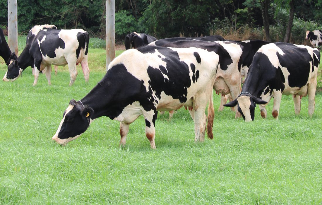 Produtores devem ficar alertas para surto de raiva