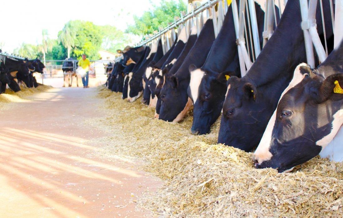 Copagril inicia campanha de n&uacute;cleos e suplementos minerais para bovinos