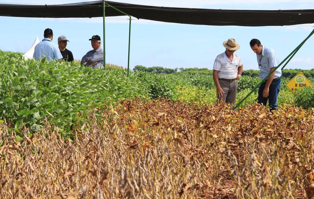 Esta&ccedil;&atilde;o Soja apresenta comparativos para produtores no Dia de Campo Copagril
