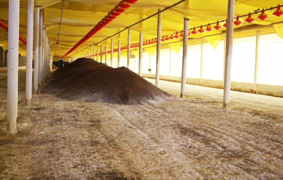 Avicultura: Tempo de melhorias