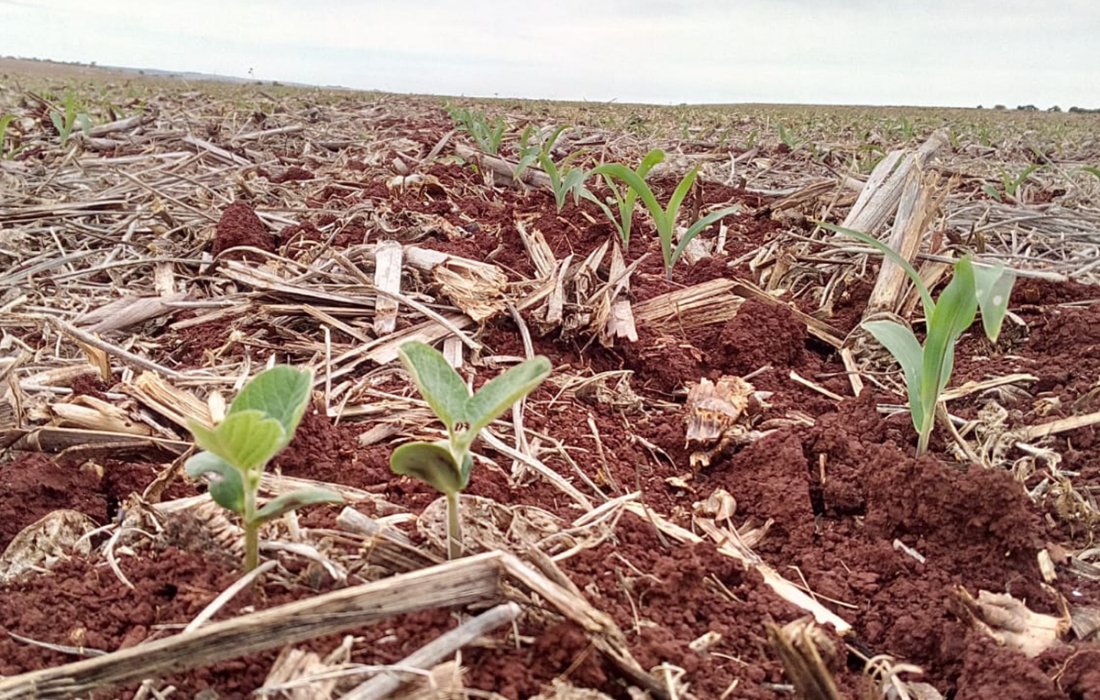Erradica&ccedil;&atilde;o de plantas de soja tiguera em meio ao milho favorece vazio sanit&aacute;rio da soja