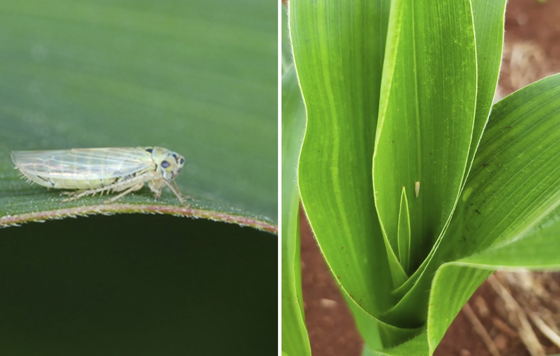 Manejo correto contra cigarrinha diminui problemas com enfezamentos na safrinha de milho