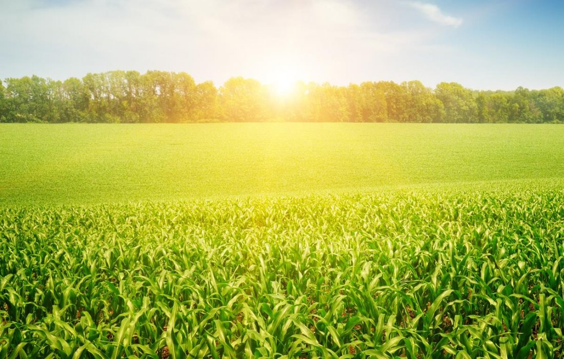 Produtor rural deve estar atento para declara&ccedil;&atilde;o do Imposto de Renda