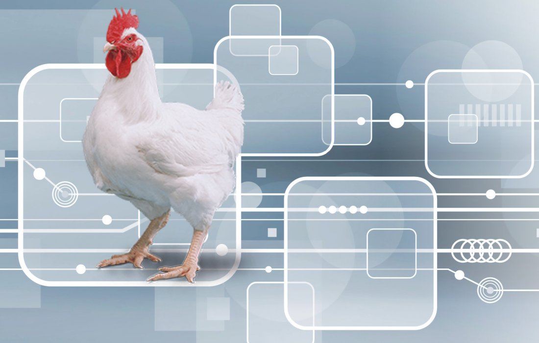 Avicultura 4.0 com novas possibilidades de produ&ccedil;&atilde;o