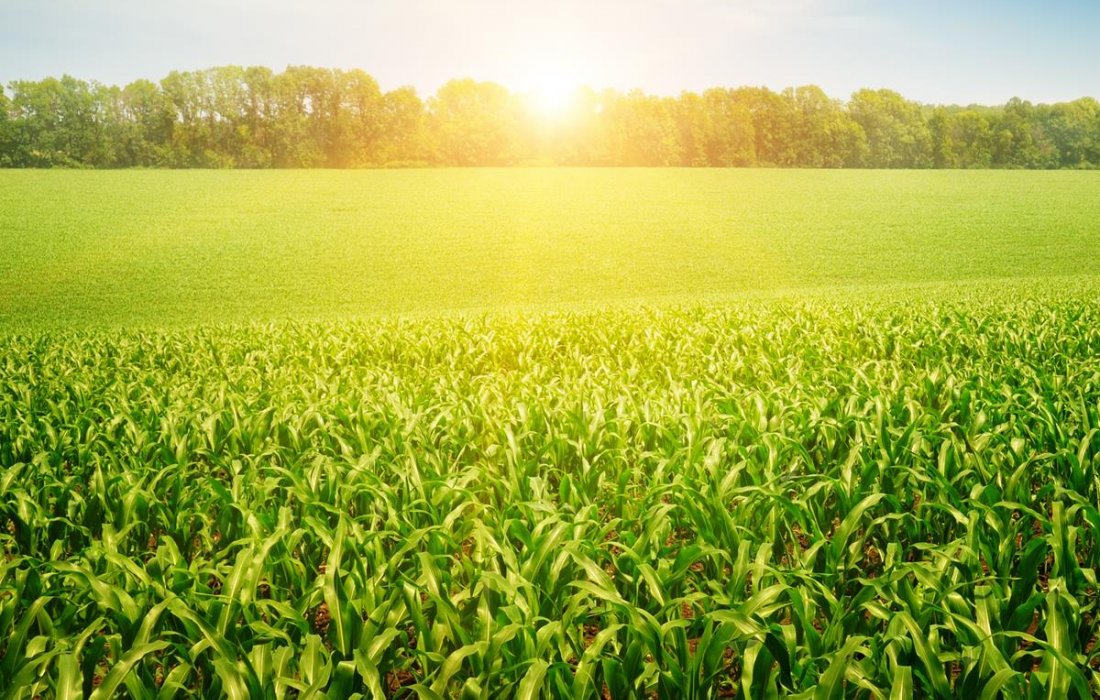 Comit&ecirc; vai monitorar impactos do coronav&iacute;rus na agropecu&aacute;ria