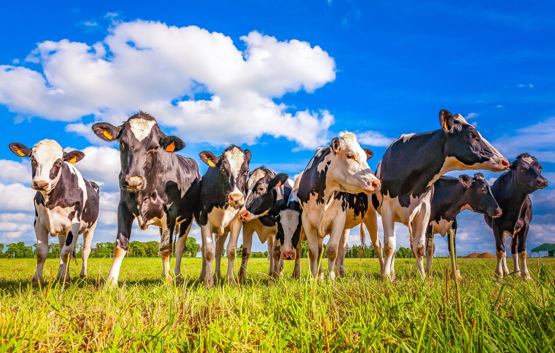 Mais com o mesmo: sele&ccedil;&atilde;o e manejo de animais para a produ&ccedil;&atilde;o leiteira