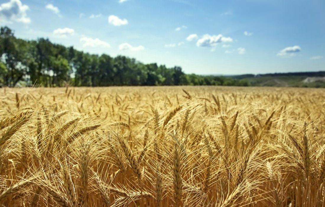 Trigo demanda aten&ccedil;&atilde;o especial do produtor