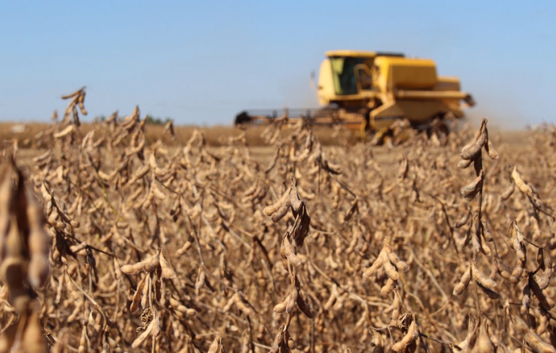 Mesmo com estiagem, soja no Paran&aacute; alcan&ccedil;a produ&ccedil;&atilde;o hist&oacute;rica