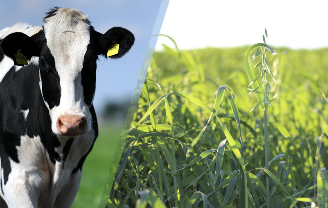 Aveia &eacute; alternativa para alimenta&ccedil;&atilde;o das vacas durante o inverno