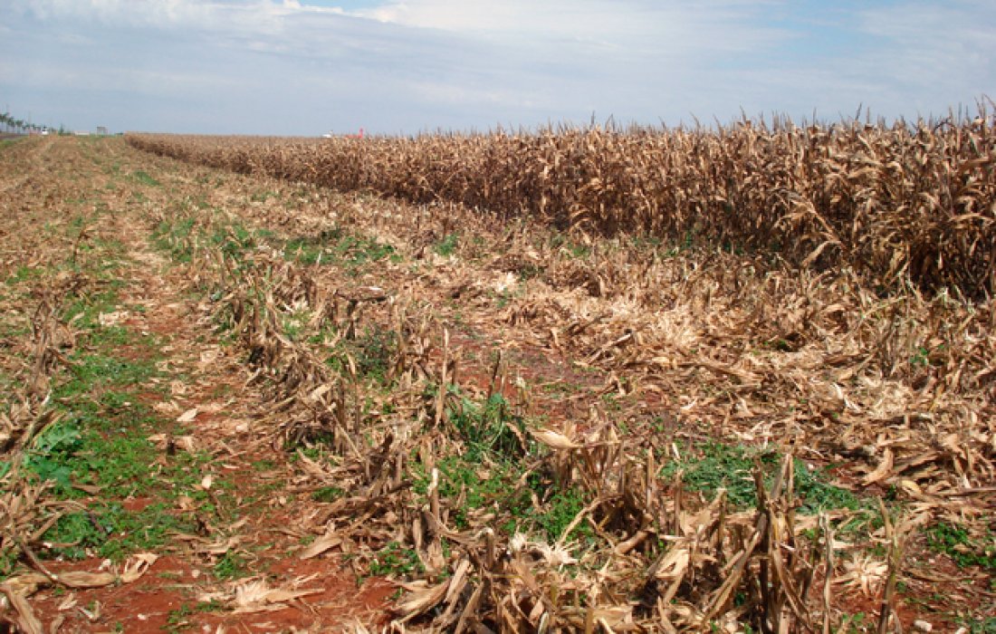 Manejo antecipado para controle de plantas daninhas traz vantagens ao agricultor