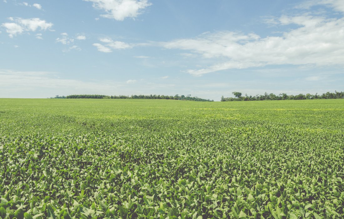 Copagril realiza projetos para cooperados sobre Custeio Agr&iacute;cola Safra Ver&atilde;o 2020/2021