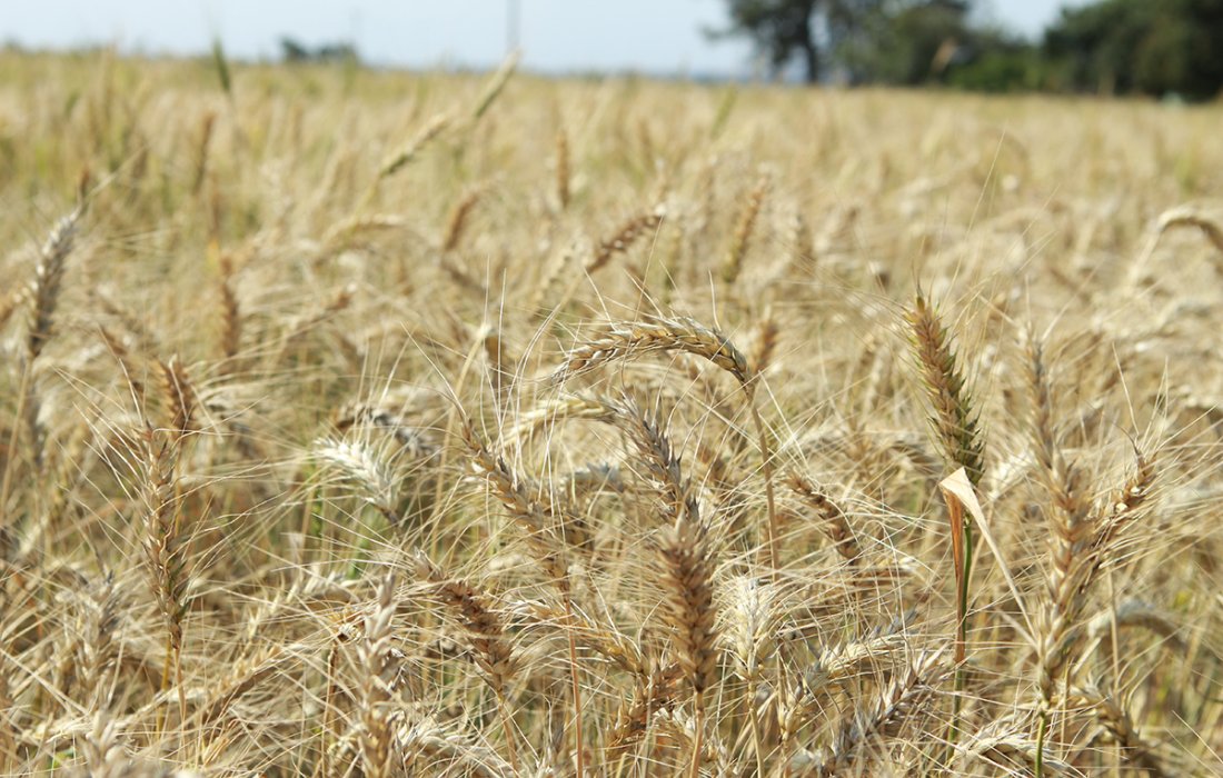Cultivares de trigo dispon&iacute;veis para avalia&ccedil;&atilde;o dos cooperados Copagril