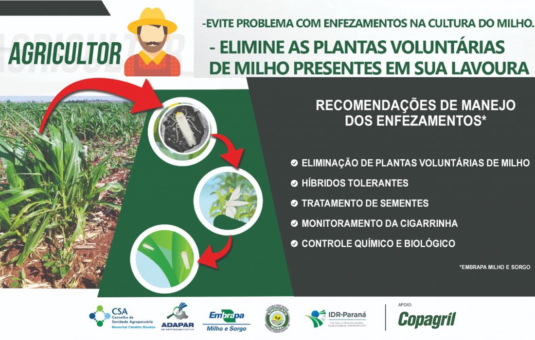 Entidades do setor agron&ocirc;mico alertam produtores sobre enfezamento do milho
