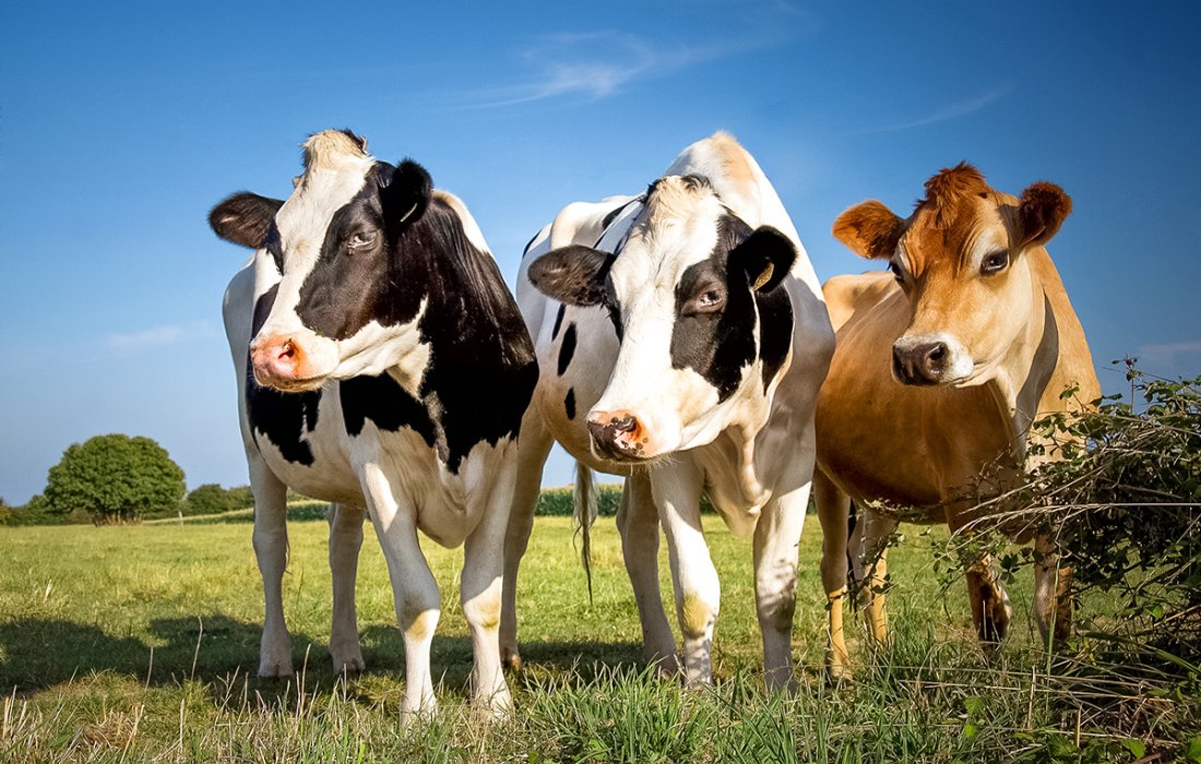 Tripanosomose bovina, que doen&ccedil;a &eacute; essa?