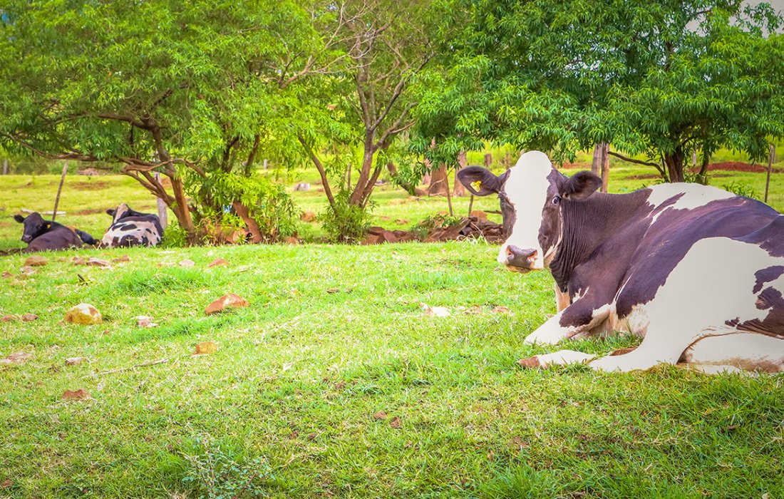 Qualidade do leite e sanidade animal