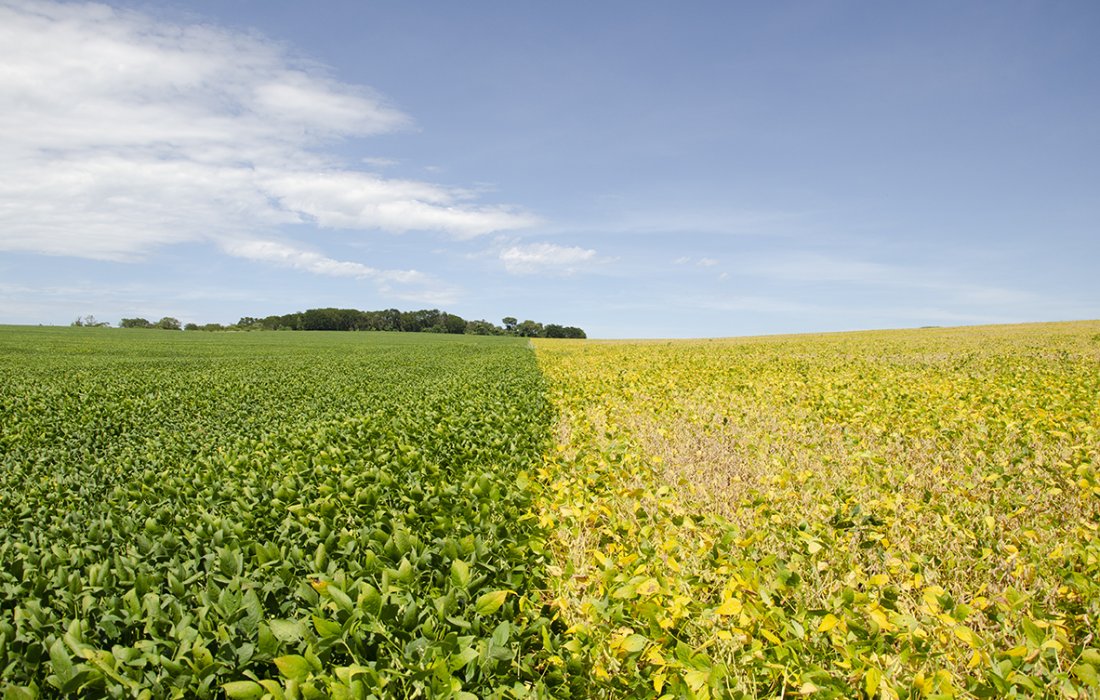 Per&iacute;odo de desseca&ccedil;&atilde;o da soja demanda aten&ccedil;&atilde;o do produtor rural