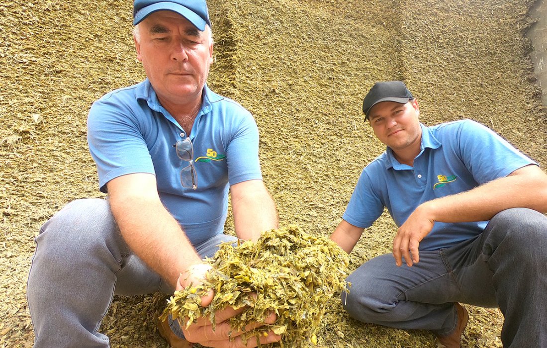 Qualidade da silagem e a rela&ccedil;&atilde;o com o desenvolvimento animal e a produ&ccedil;&atilde;o leiteira