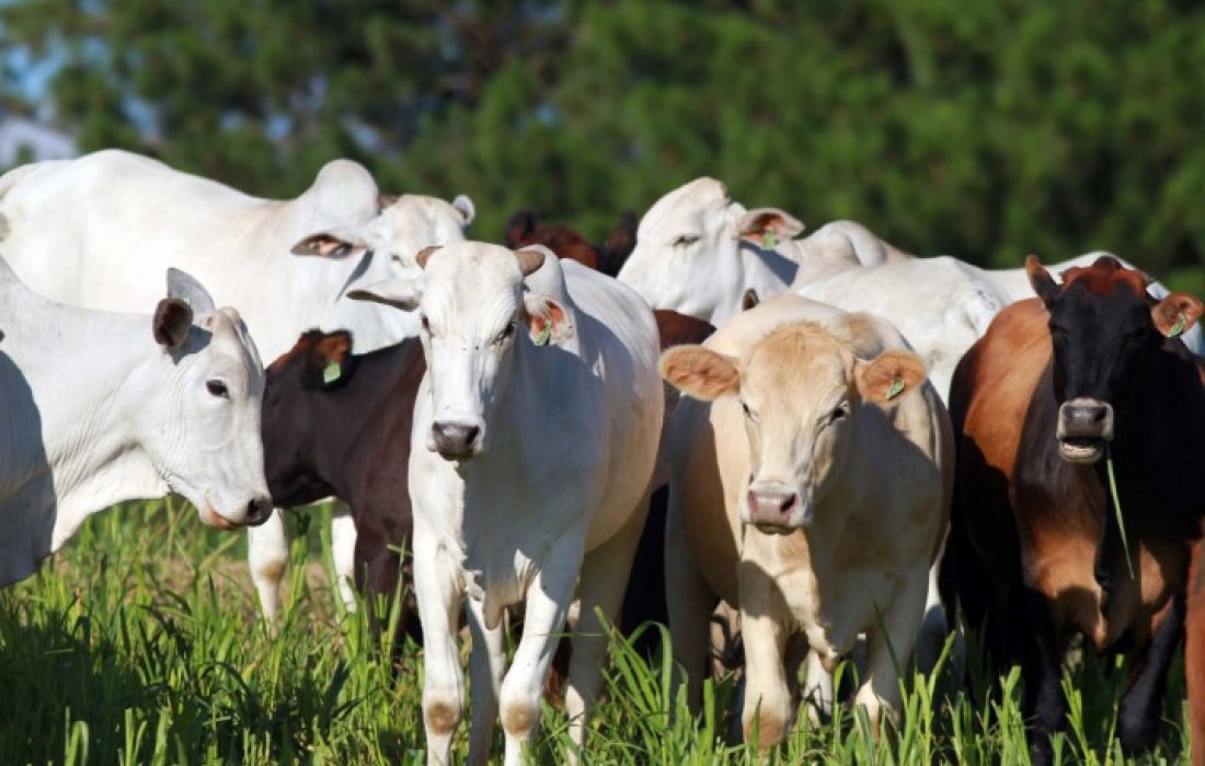 Produtor rural tem at&eacute; 30 de junho para realizar a atualiza&ccedil;&atilde;o dos rebanhos