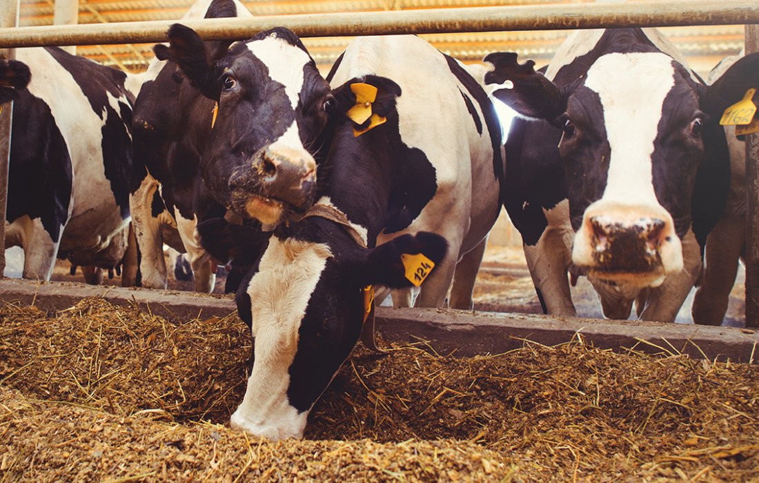 Lojas Copagril realizam Campanha de Minerais com foco na nutri&ccedil;&atilde;o animal