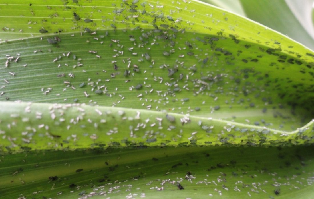 Importância do controle de pulgão do milho em períodos de estiagem