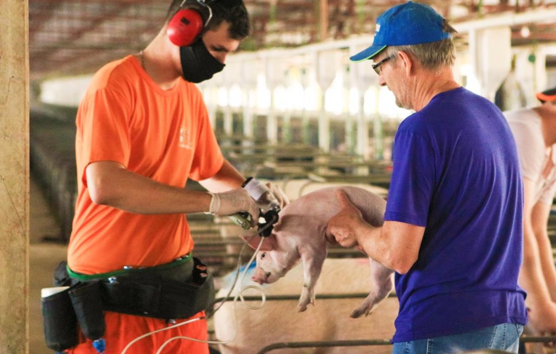 Seguir o programa de vacina&ccedil;&atilde;o reflete em resultados para toda cadeia de produ&ccedil;&atilde;o de su&iacute;nos