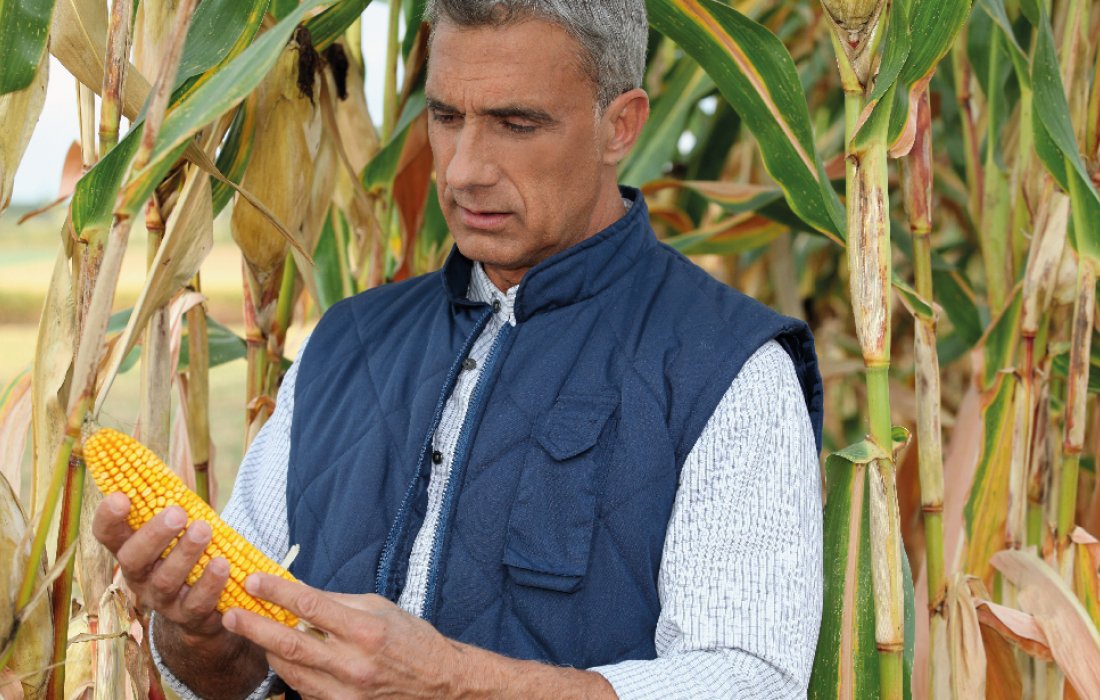 PRONAF: Mapa prepara novo cadastro nacional para registro de agricultores familiares