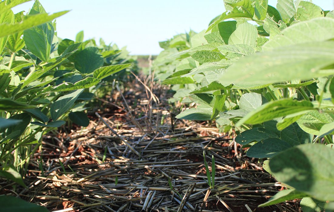 Manejo de plantas daninhas &eacute; etapa fundamental durante a safra