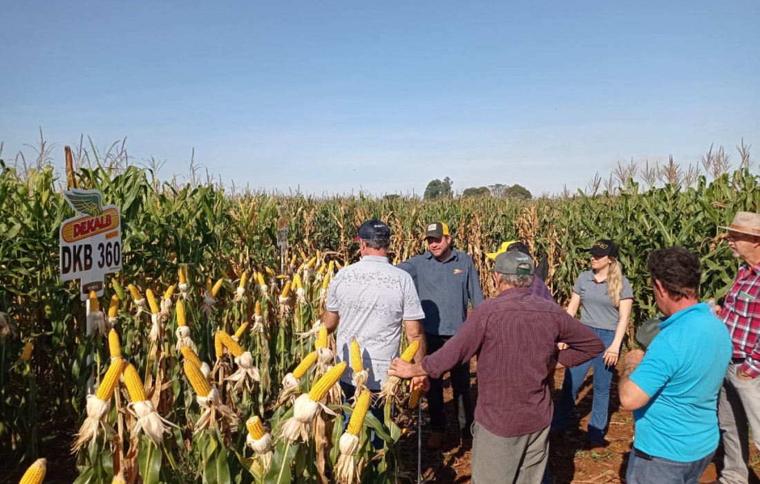 Copagril continua com seu Dia de Campo Milho Safrinha em suas regionais.