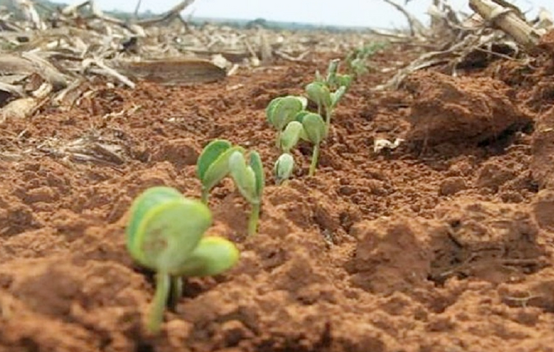 Com o fim do vazio sanit&aacute;rio inicia o zoneamento agr&iacute;cola da soja.
