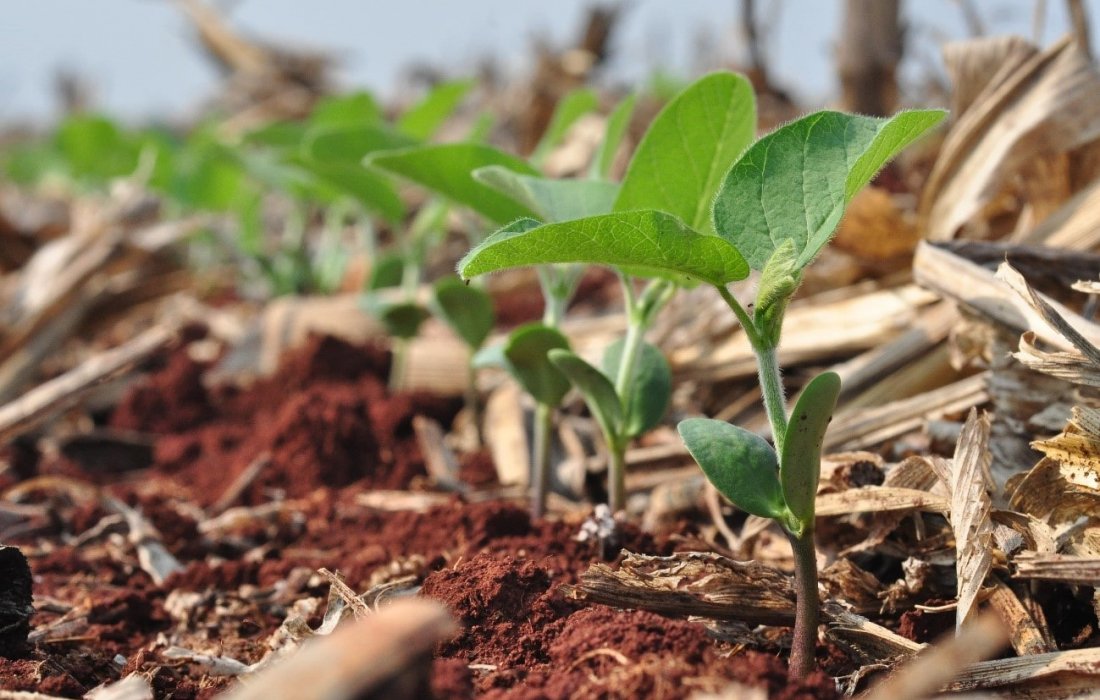 Plantio de soja e clima animam produtores