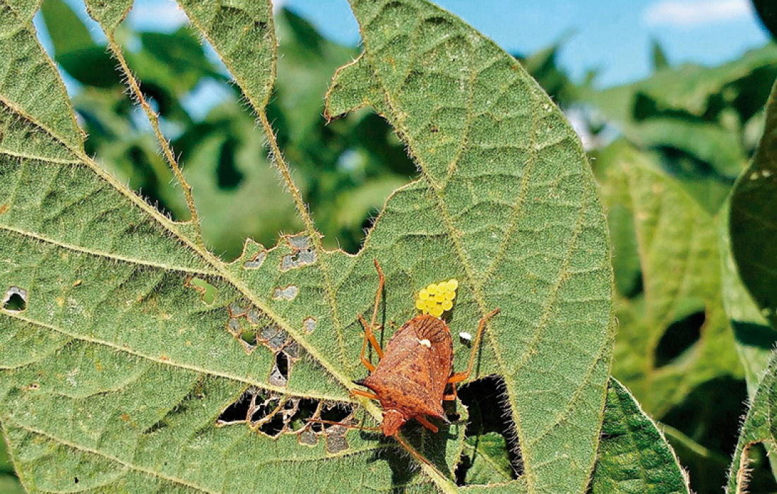 Monitoramento de lagartas, percevejos e ferrugem asi&aacute;tica na cultura da soja