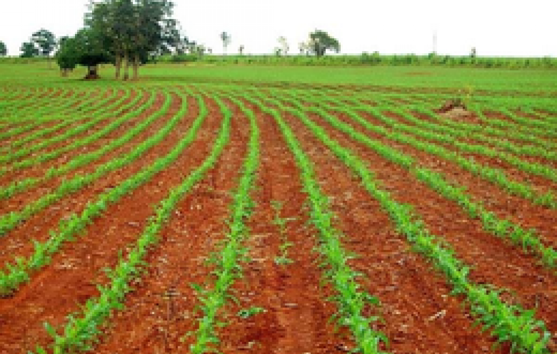 Plantio do Milho Safrinha j&aacute; iniciou na regi&atilde;o Oeste do Paran&aacute;                              