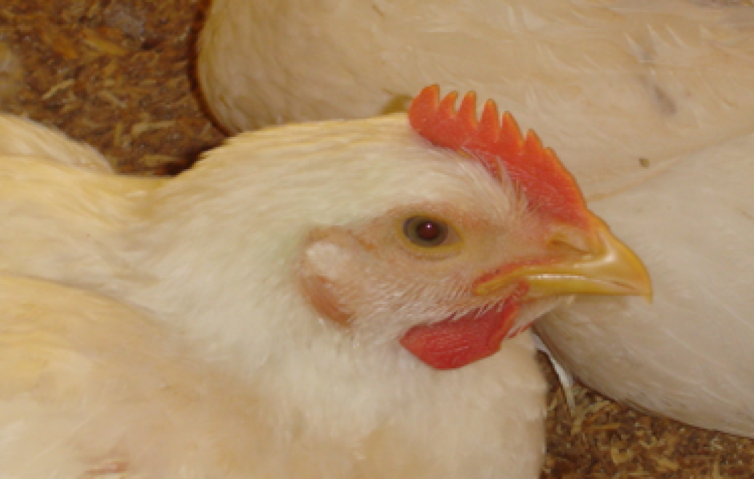 Consumo de carne de frango no Brasil foi de quase 42 kg/habitante em 2013
